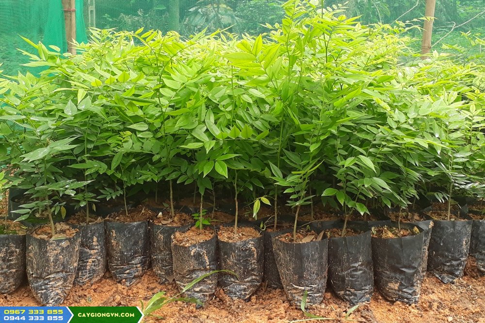 dia_chi_ban_giong_cay_sua_do Giá bán cây giống sưa đỏ bao nhiêu?