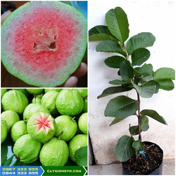 dia_chi_cung_cap_giong_oi_ruby_ruot_do_thai_lan