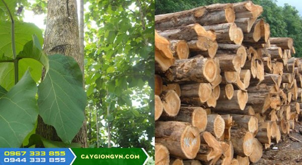 giong_cay_go_tech Nguồn gốc và đặc điểm giống cây gỗ tếch