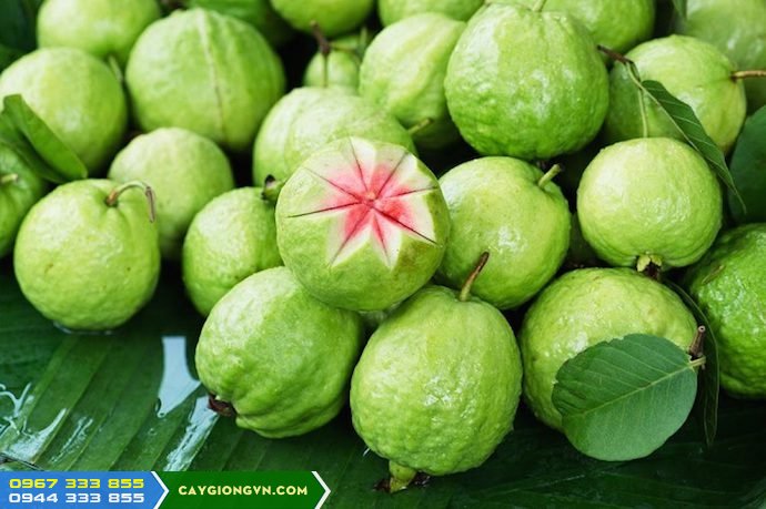 giong_oi_ruby_ruot_do_thai_lan_dac_diem_dia_chi_mua_giong Giống ổi ruby ruột đỏ: Đặc điểm và địa chỉ mua giống