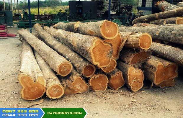 go_tech_go_teak_go_gia_ty Gợi ý giống cây tương tự cây gỗ tếch