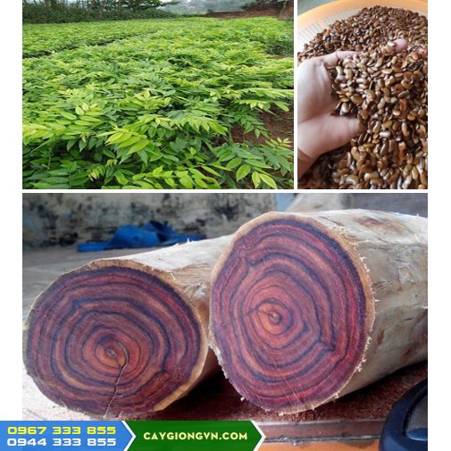 Mua Cây Giống Sưa Đỏ Ở Đâu Uy Tín? Giá Bao Nhiêu?