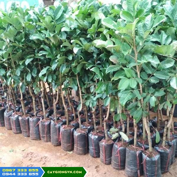Giá bán và địa chỉ cung cấp giống chôm chôm nhãn