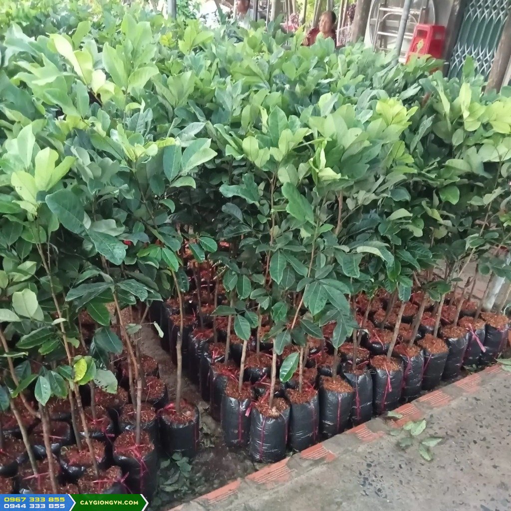 Giá bán và địa chỉ cung cấp giống chôm chôm Thái