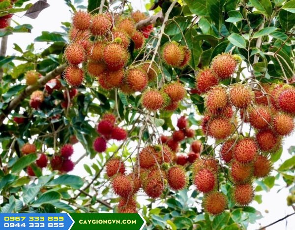 Kỹ thuật trồng giống chôm chôm nhãn