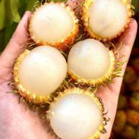Giống chôm chôm nhãn tróc hạt (chôm chôm đường)
