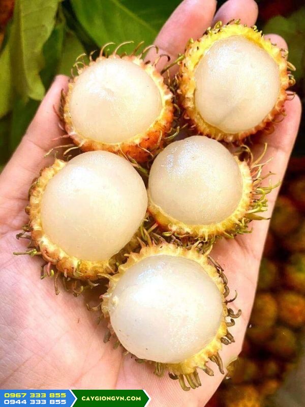 Giống chôm chôm nhãn tróc hạt (chôm chôm đường)
