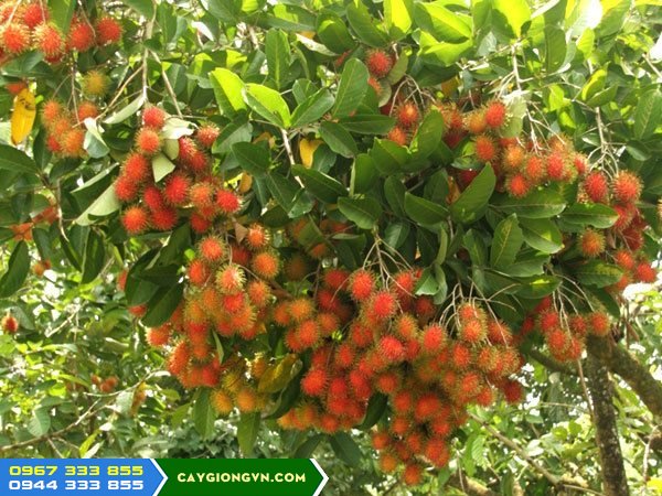 Giống chôm chôm Thái (chôm chôm tróc)