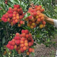 Giống chôm chôm Thái (chôm chôm tróc Thái Lan)