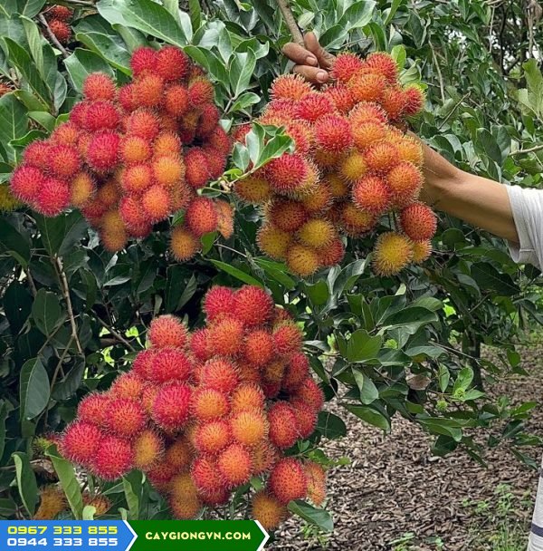 Giống chôm chôm Thái (chôm chôm tróc Thái Lan)