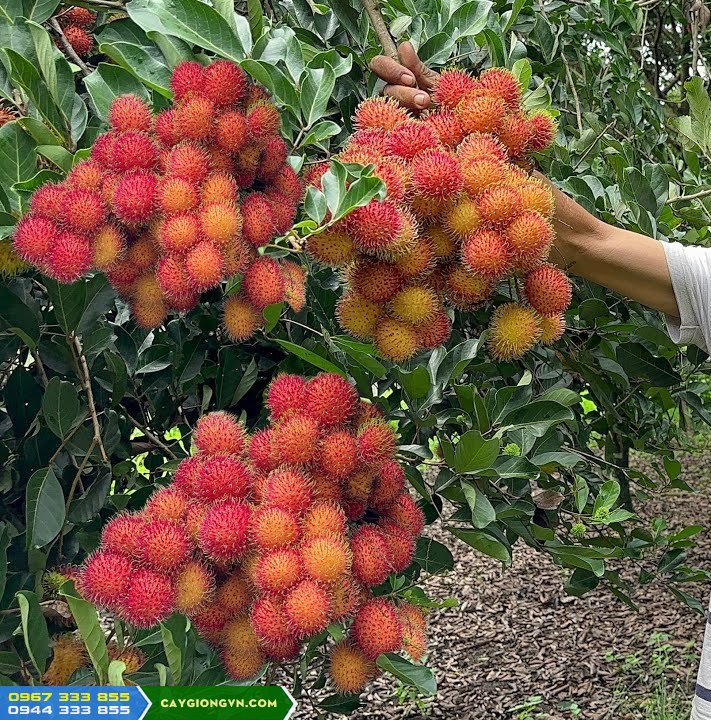 Giống chôm chôm Thái (chôm chôm tróc Thái Lan)