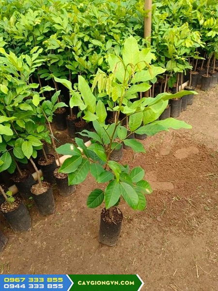 Mua cây giống chôm chôm Thái ở đâu đảm bảo