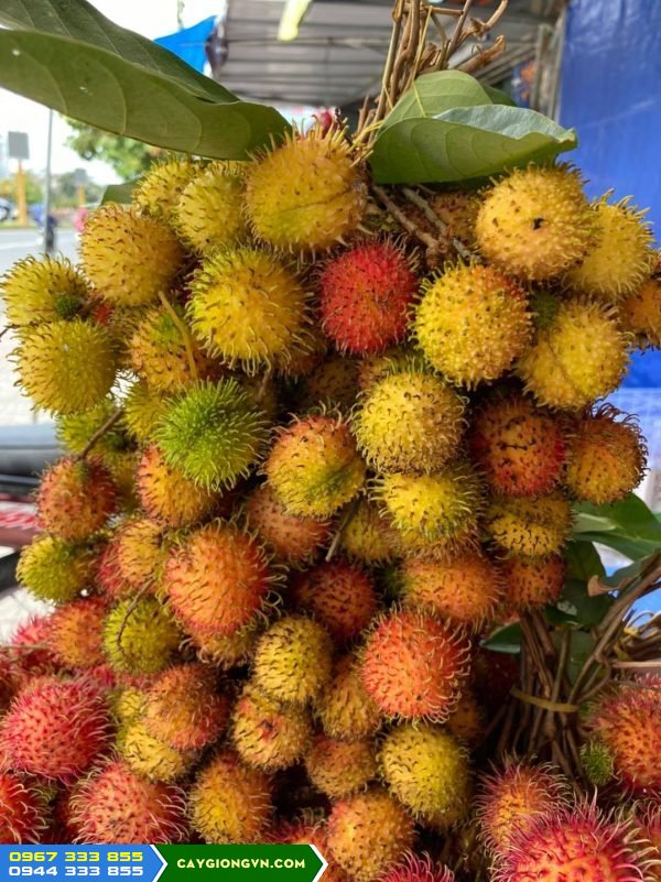 Mua giống chôm chôm nhãn (chôm chôm đường) ở đâu?